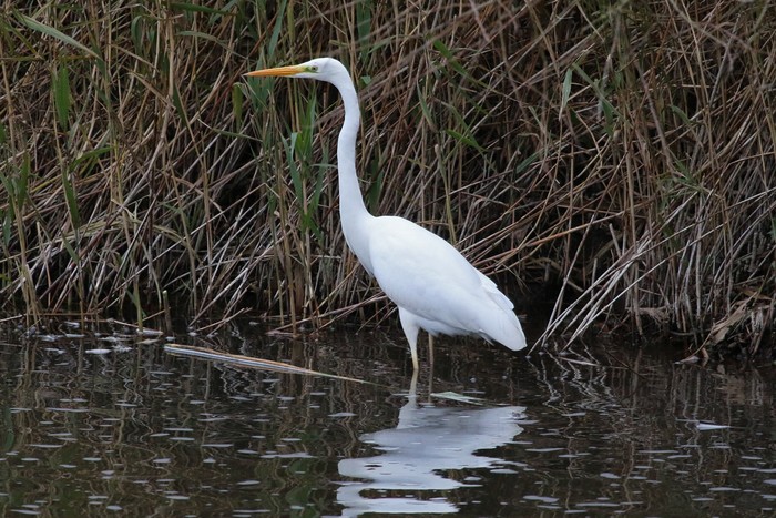 Great White Egret