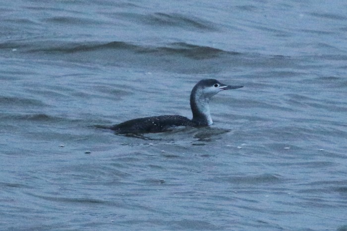 Red-throated Diver