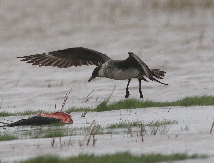Pomarine Skua