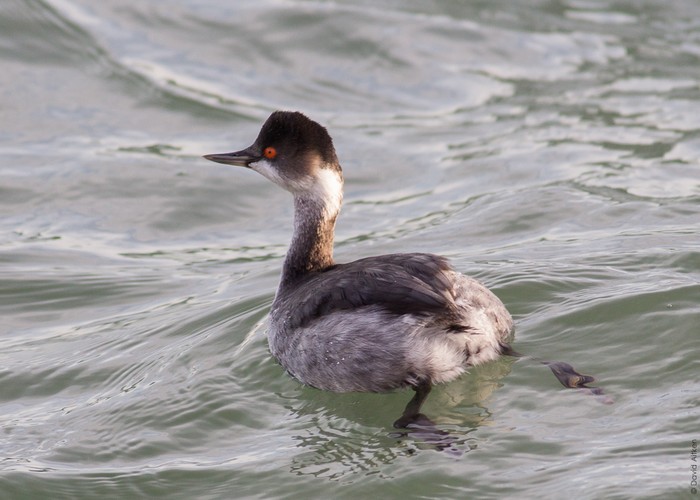Black-necked Grebe