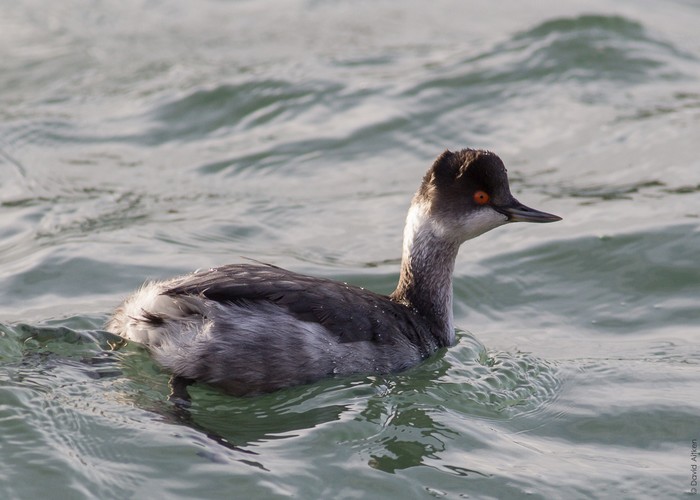 Black-necked Grebe