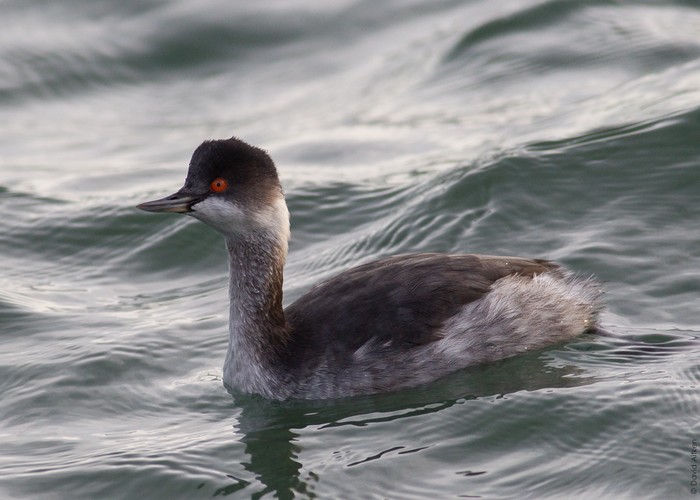 Black-necked Grebe