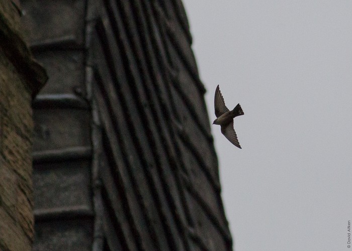 Crag Martin