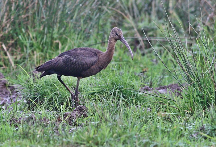 Glossy Ibis