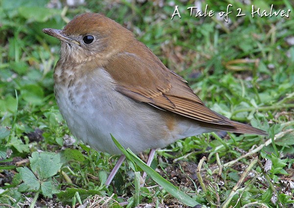 Veery