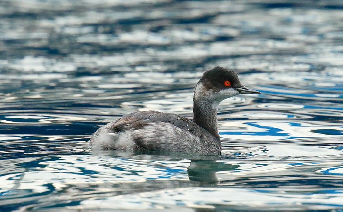 Black-necked Grebe
