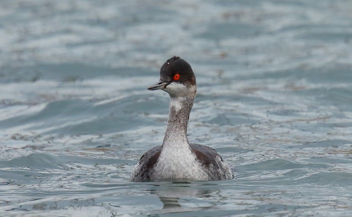Black-necked Grebe
