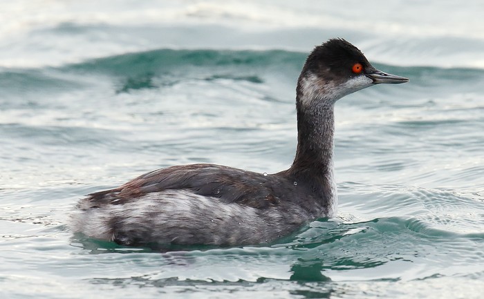 Black-necked Grebe