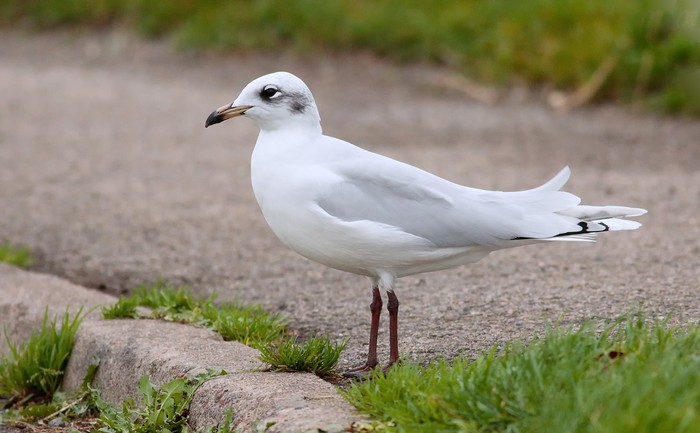 Mediterranean Gull