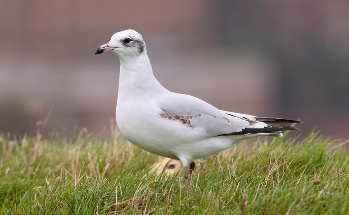 Mediterranean Gull