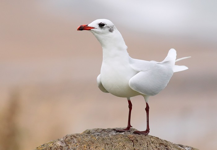 Mediterranean Gull