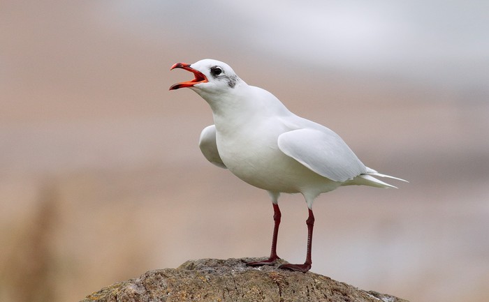 Mediterranean Gull
