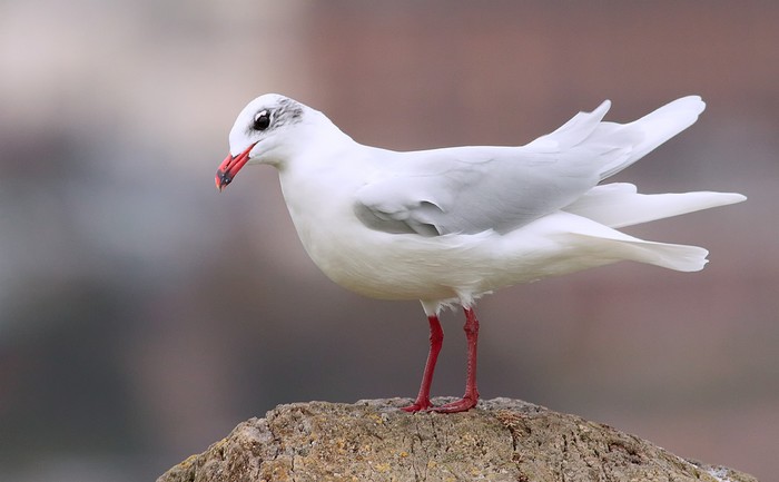 Mediterranean Gull