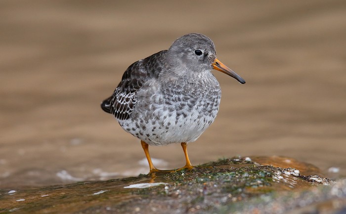 Purple Sandpiper