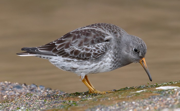Purple Sandpiper