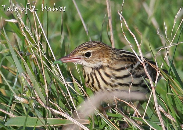 Pechora Pipit