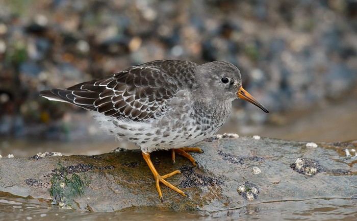 Purple Sandpiper