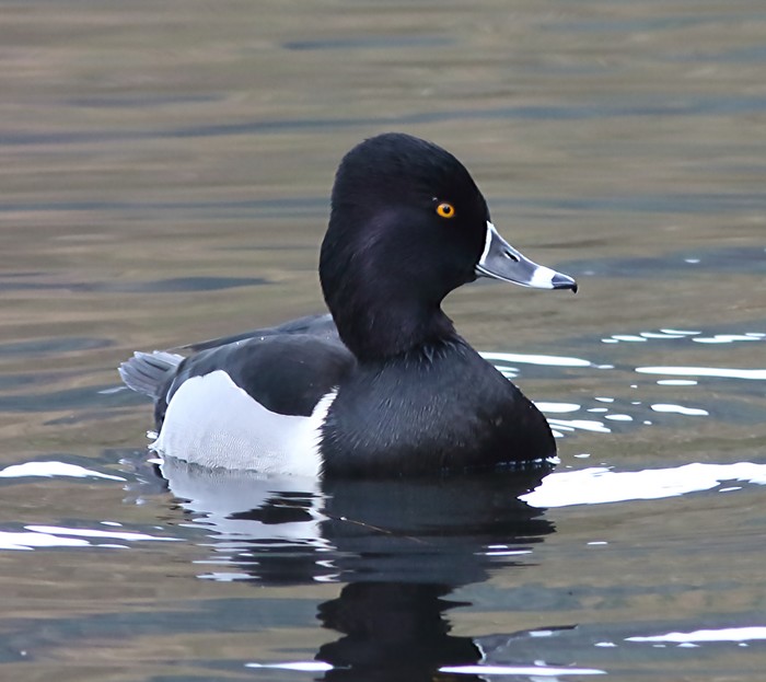 Ring-necked Duck