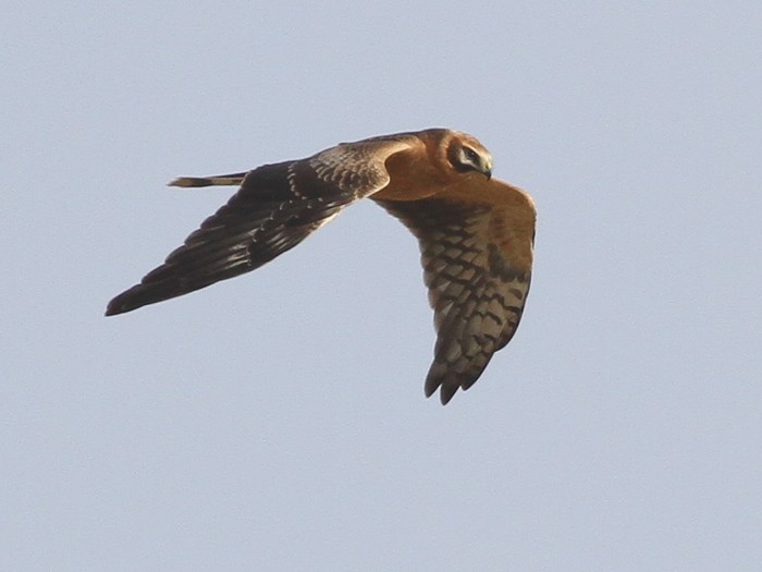 Pallid Harrier