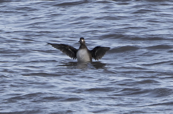 Surf Scoter