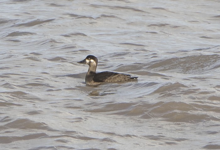 Surf Scoter