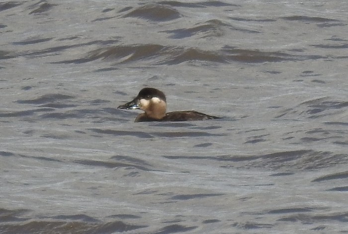 Surf Scoter