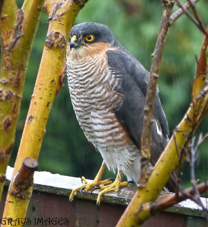 Sparrowhawk