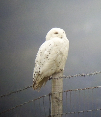 Snowy Owl