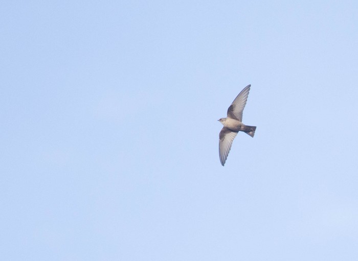 Crag Martin