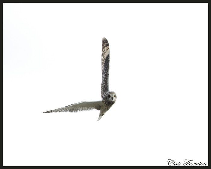 Short-eared Owl