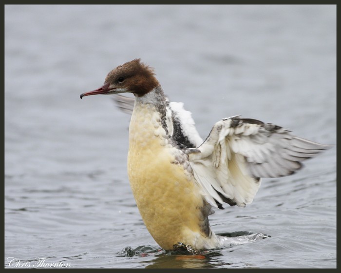 Goosander