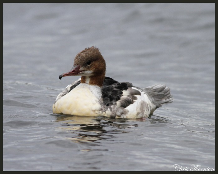 Goosander
