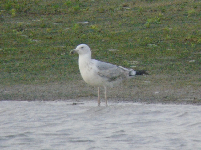 Caspian Gull