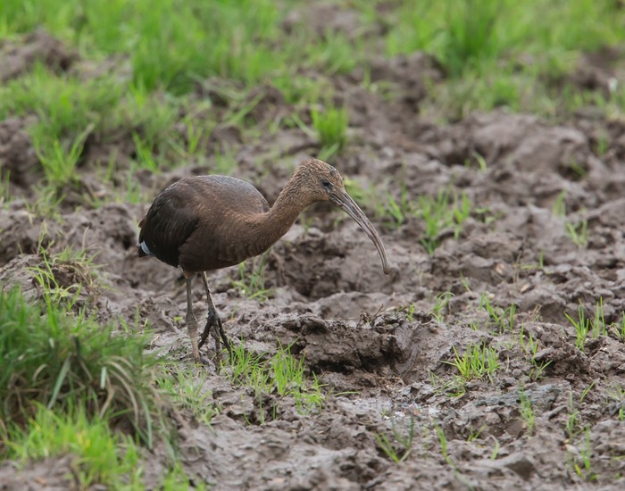 Glossy Ibis