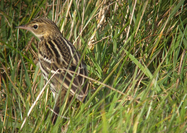 Pechora Pipit