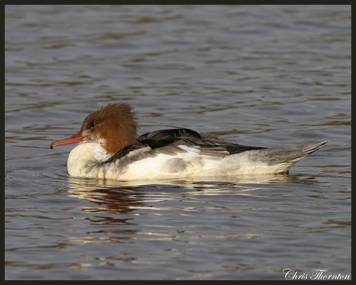 Goosander