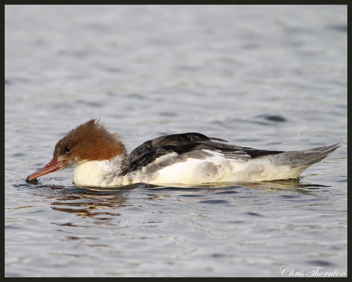 Goosander