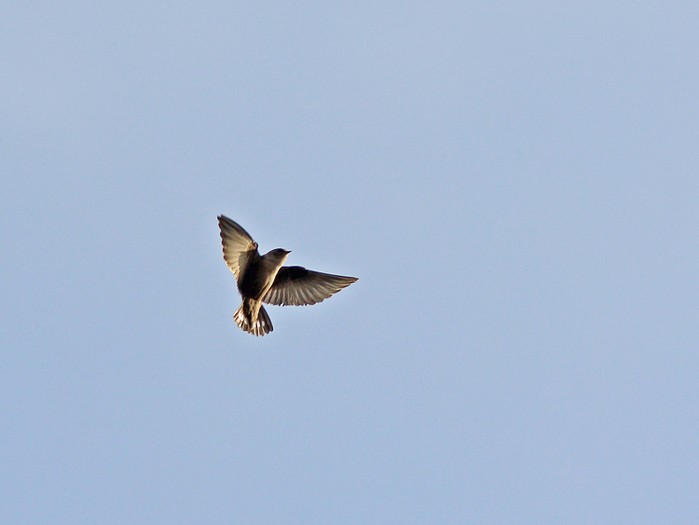 Crag Martin