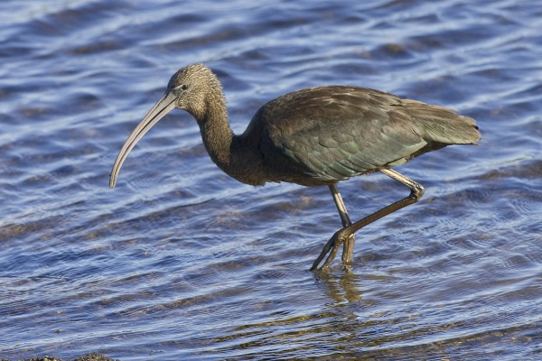 Glossy Ibis
