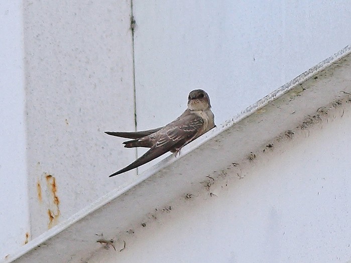 Crag Martin