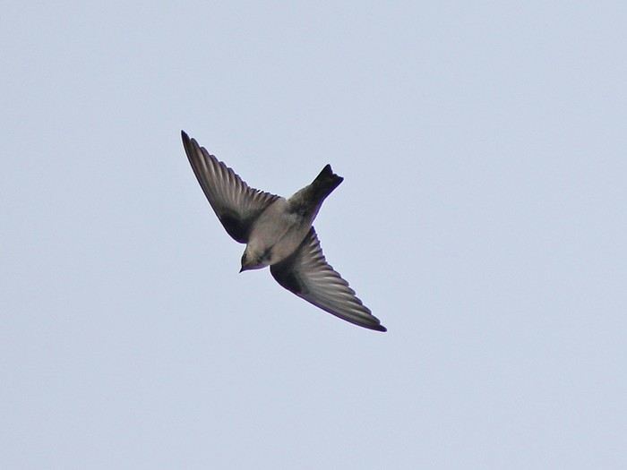 Crag Martin