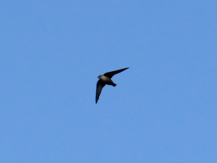 Crag Martin