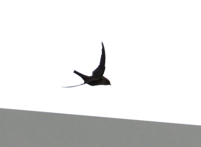 Crag Martin