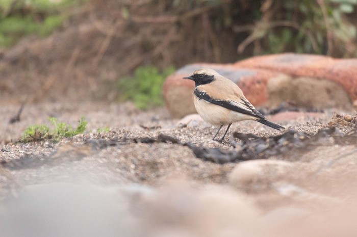 Desert Wheatear
