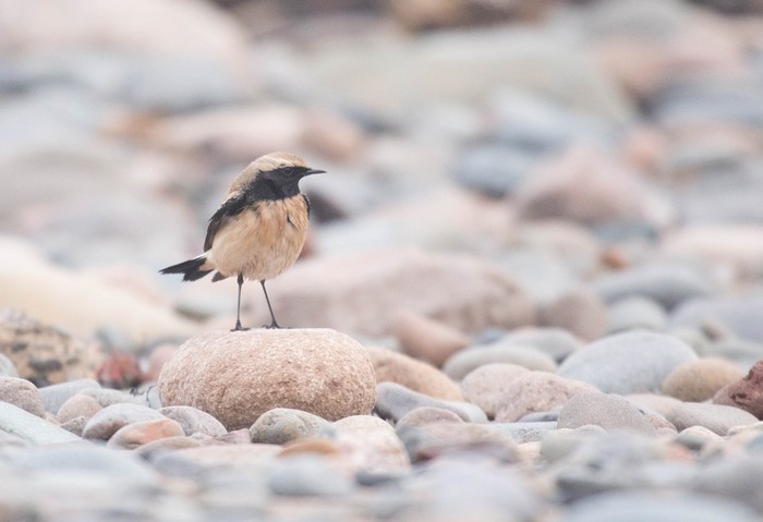 Desert Wheatear