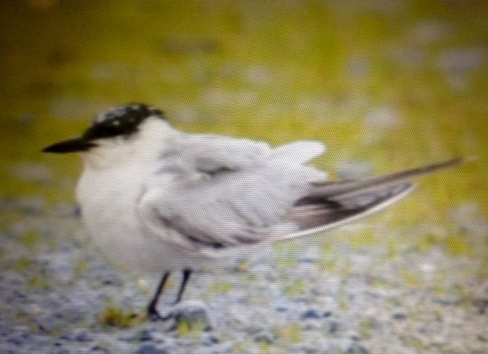 Gull-billed Tern