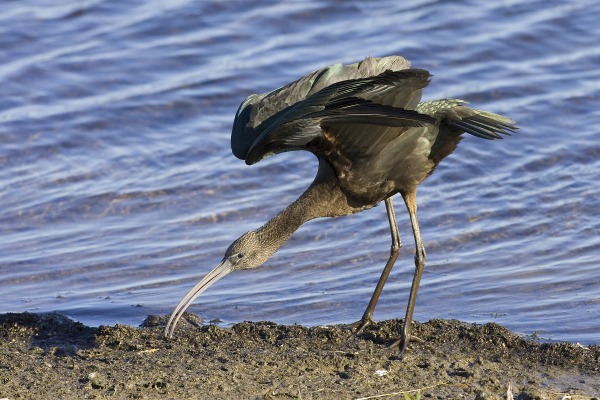 Glossy Ibis