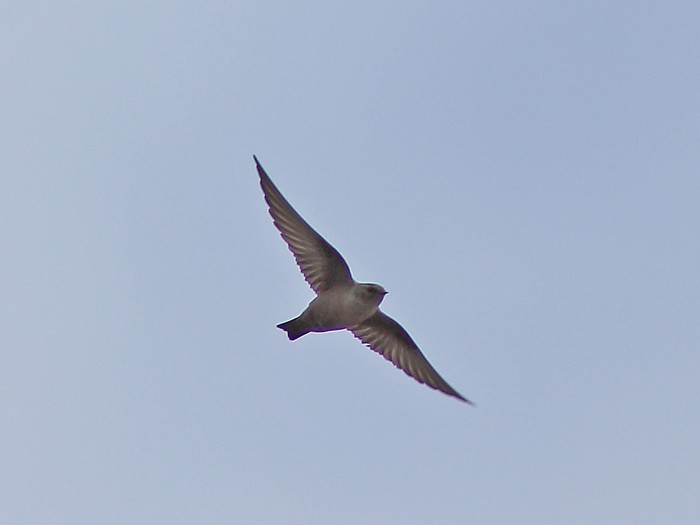 Crag Martin