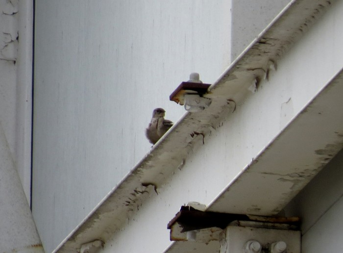Crag Martin