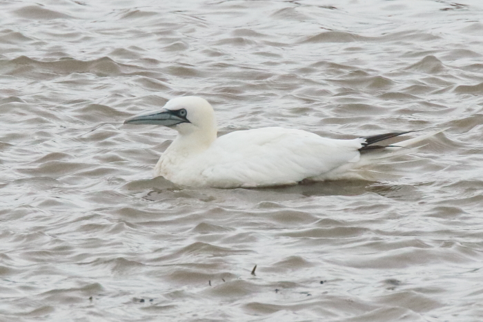 Gannet